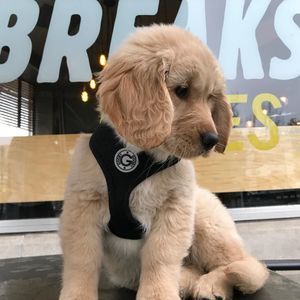 Meet your Posher, Sherri